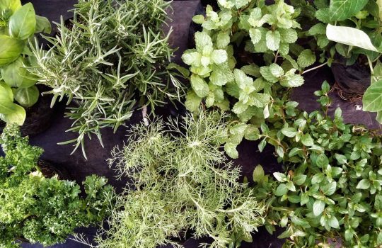 plant phenotyping2